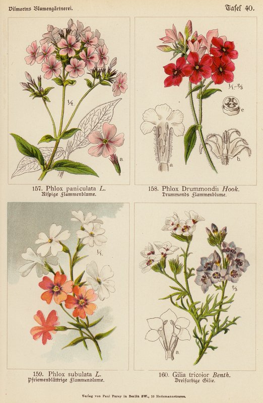 Phlox Paniculata, Phlox Drummondii, Phlox Subulata, Gilia Tricolor (litografía en color) de (after) German School