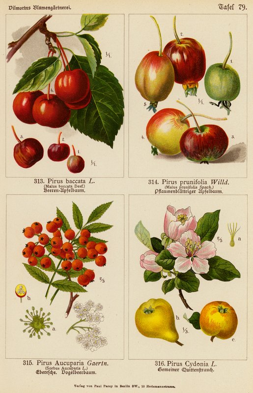Pirus Baccata, Pirus Prunifolia, Pirus Aucuparia, Pirus Cydonia (litografía en color) de (after) German School