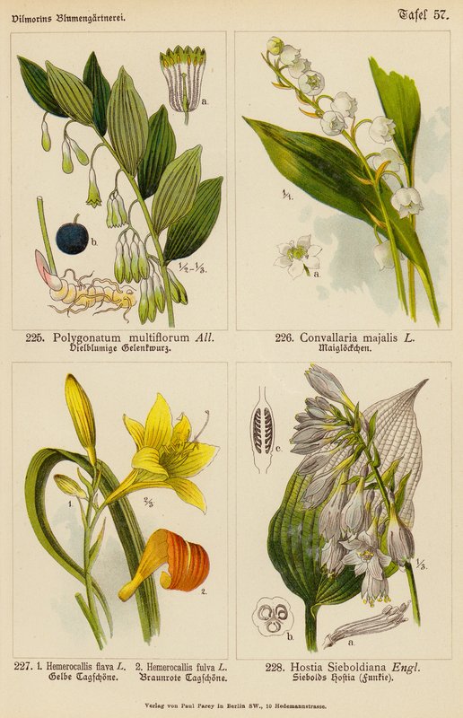 Polygonatum Multiflorum, Convallaria Majalis, Hemerocallis Flava, Hemerocallis Fulva, Hostia Sieboldiana (litografía en color) de (after) German School