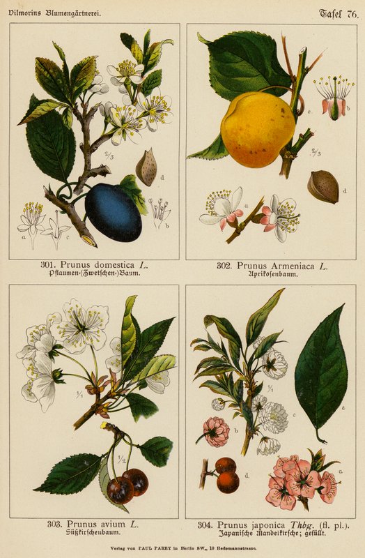 Prunus Domestica, Prunus Armeniaca, Prunus Avium, Prunus Japonica (litografía en color) de (after) German School