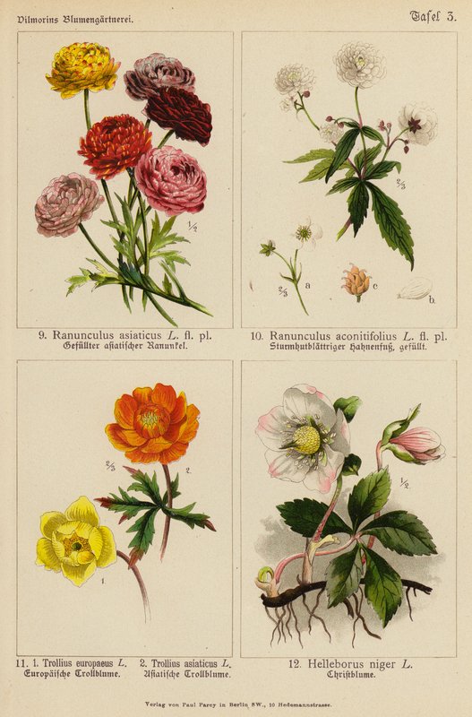 Ranunculus Asiaticus, Ranunculus Aconitifolius, Trollius Europeaeus, Trollius Asiaticus, Helleborus Niger (litografía en color) de (after) German School