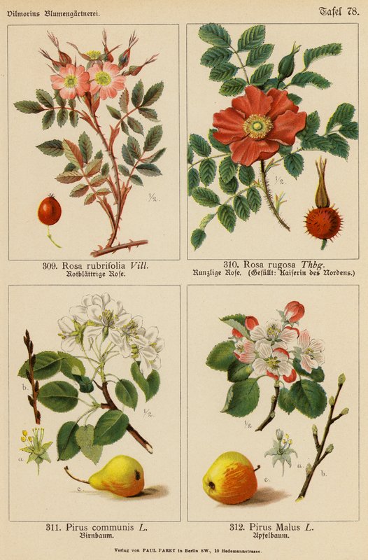 Rosa Rubrifolia, Rosa Rugosa, Pirus Communis, Pirus Malus (litografía en color) de (after) German School
