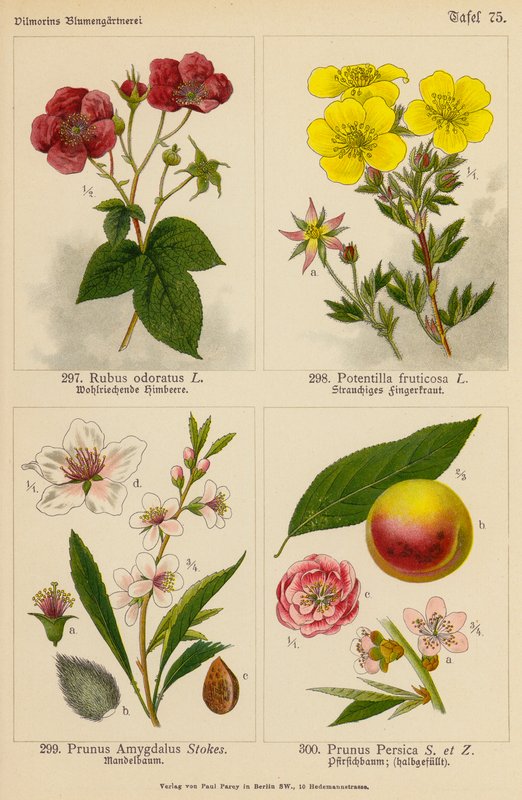 Rubus Odoratus, Potentilla Fruticosa, Prunus Amygdalus, Prunus Persica (litografía en color) de (after) German School