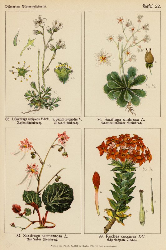 Saxifraga Decipiens, Saxifraga Hypnodes, Saxifraga Umbrosa, Saxifraga Sarmentosa, Rochea Coccinea (colour litho) de (after) German School