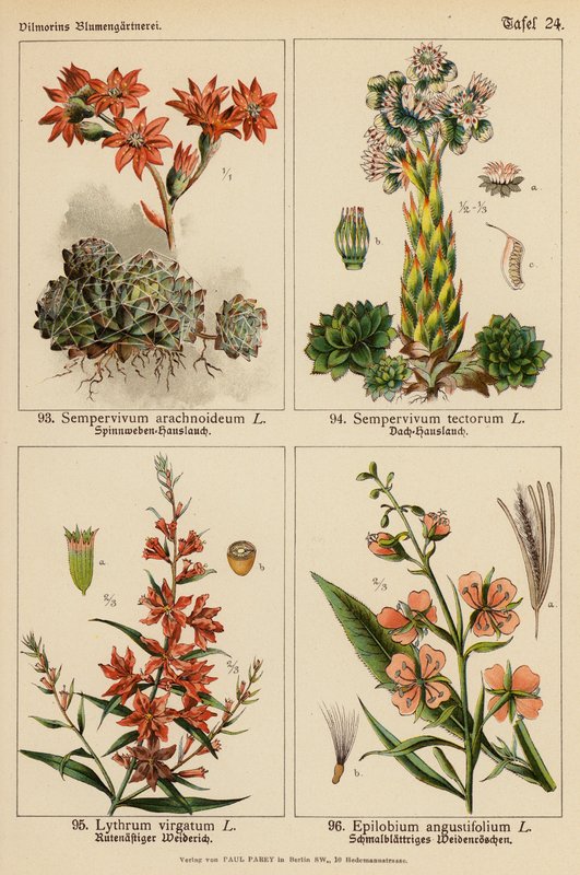 Sempervivum Arachnoideum, Sempervivum Tectorum, Lythrum Virgatum, Epilobium Angustifolium (litografía en color) de (after) German School