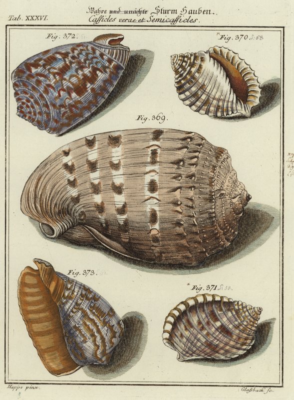Conchas de (after) German School