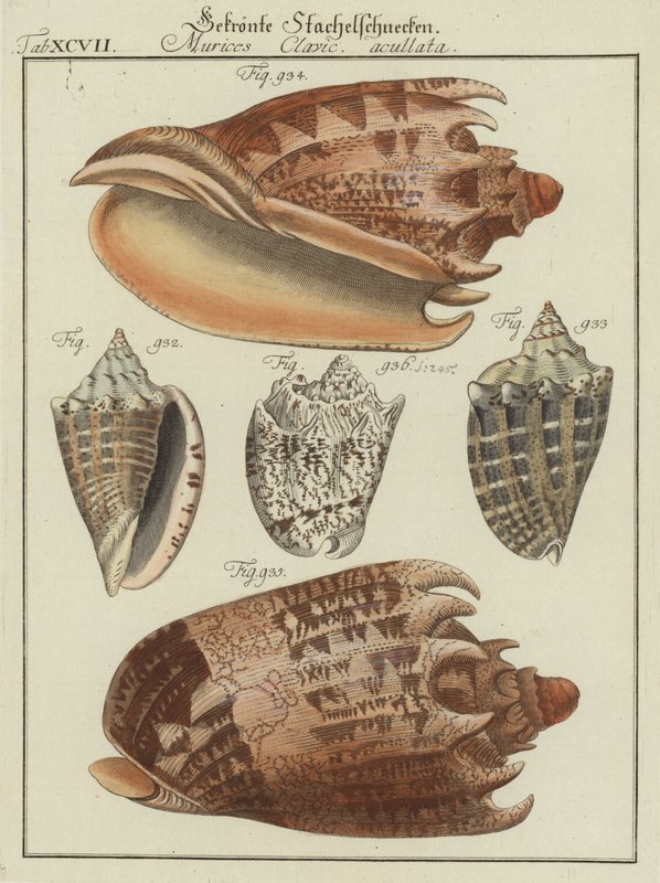 Conchas de (after) German School