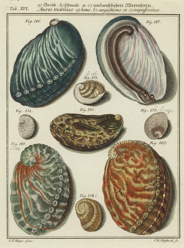 Conchas de (after) German School