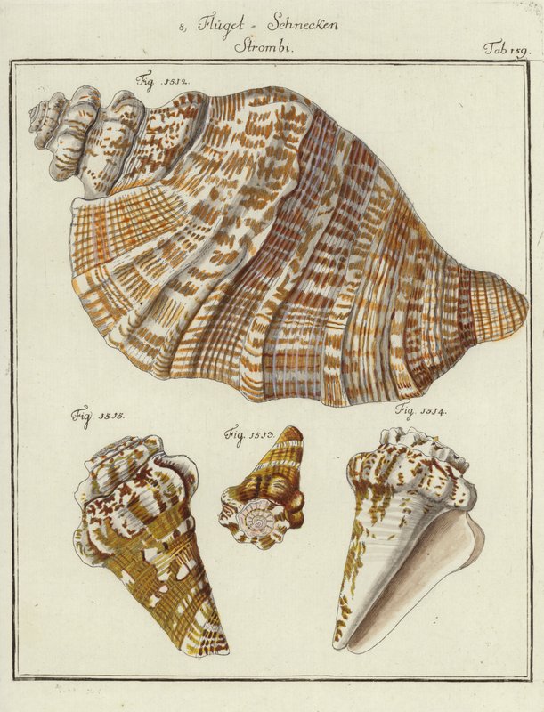 Conchas (grabado coloreado) de (after) German School