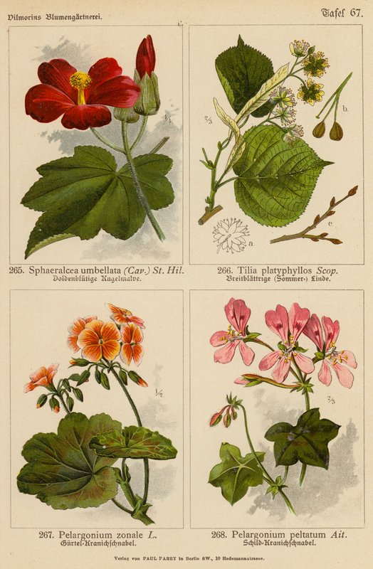 Sphaeralcea Umbellata, Tilia Platyphyllos, Pelargonium Zonale, Pelargonium Peltatum (litografía en color) de (after) German School