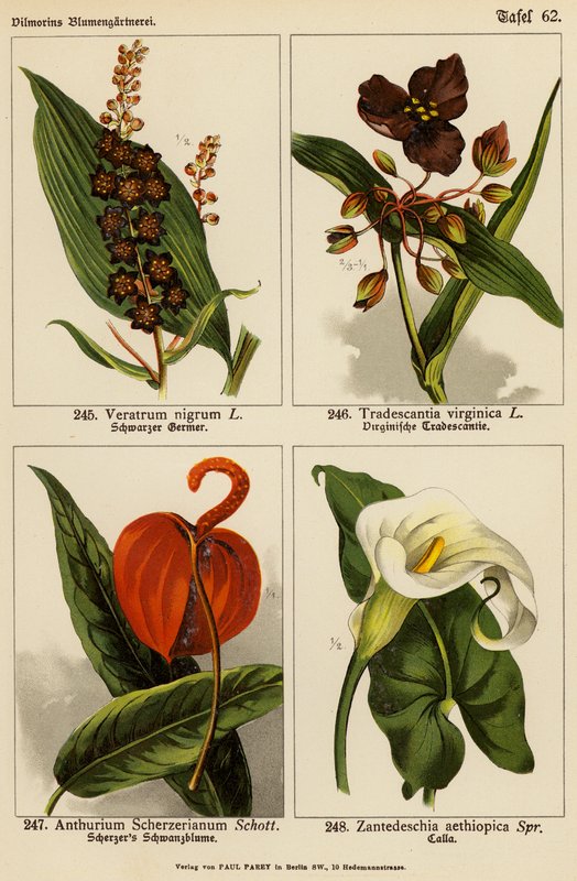 Veratrum Nigrum, Tradescantia Virginica, Anthurium Scherzerianum, Zantedeschia Aethiopica (litografía en color) de (after) German School