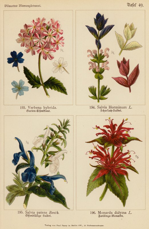 Verbena Hybrida, Salvia Horminum, Salvia Patens, Monarda Didyma (litografía en color) de (after) German School