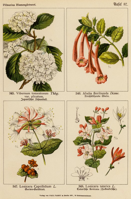Viburnum Tomentosum, Abelia Floribunda, Lonicera Caprifolium, Lonicera Tatarica (litografía en color) de (after) German School