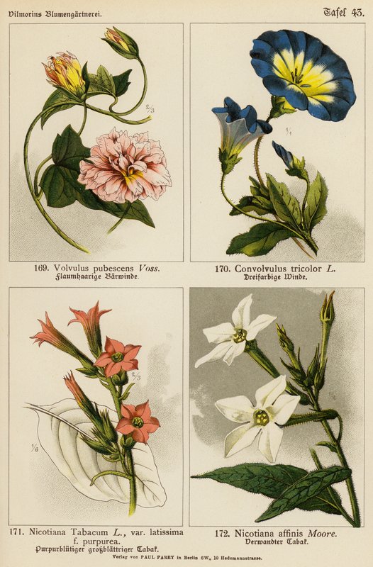 Volvulus Pubescens, Convolvulus Tricolor, Nicotiana Tabacum, Nicotiana Affinis (litografía en color) de (after) German School