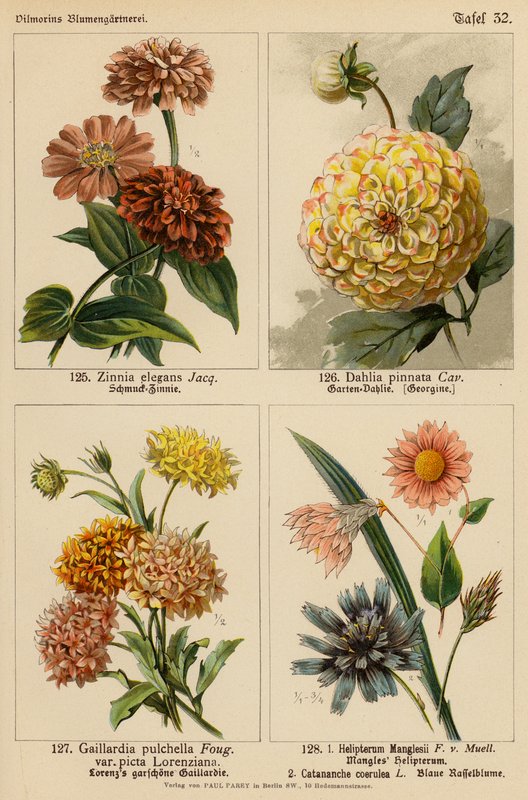 Zinnia Elegans, Dahlia Pinnata, Gaillardia Pulchella, Helipterum Manglesii, Catanche Coerulea (litografía en color) de (after) German School