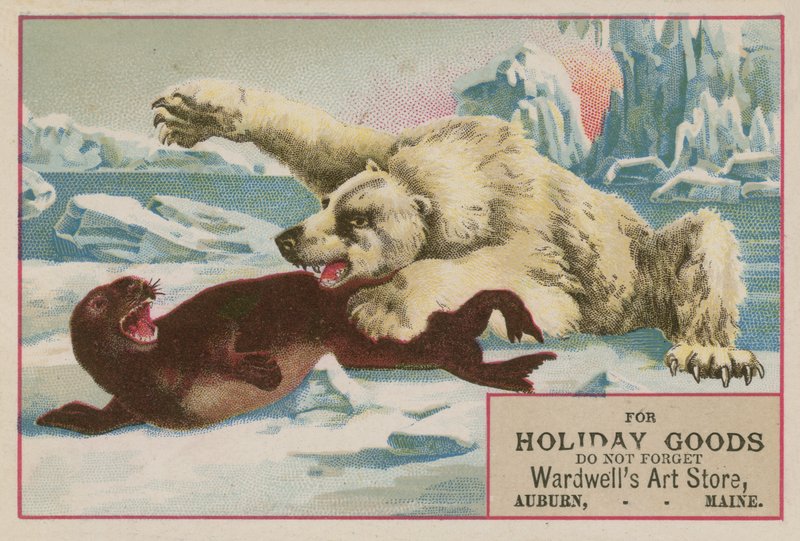 Oso polar atacando a una foca de American School