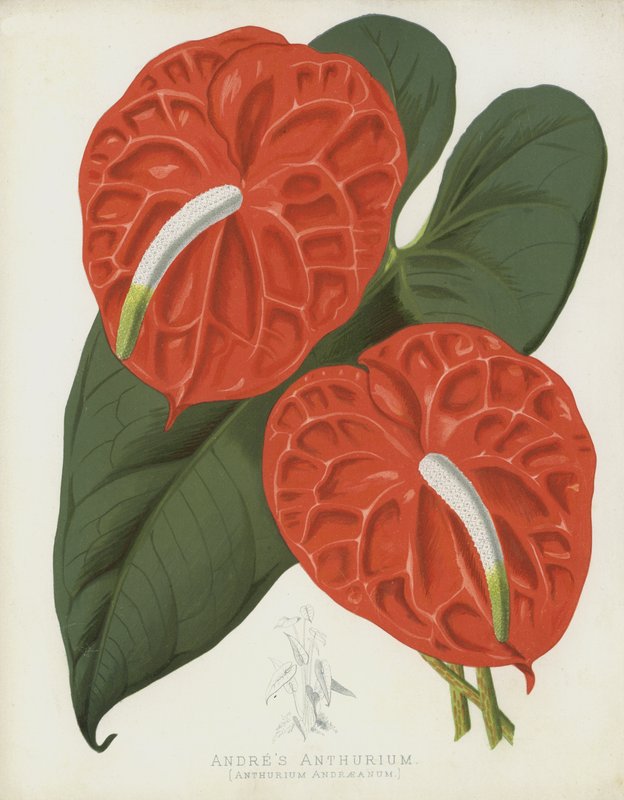 El Anthurium de Andrés, Anthurium Andraeanum de English School