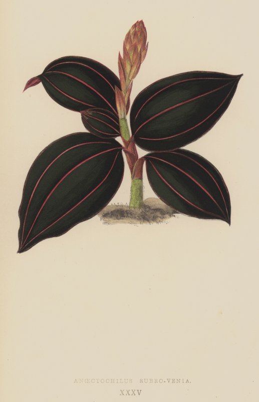 Anoectochilus Rubro-Venia de English School