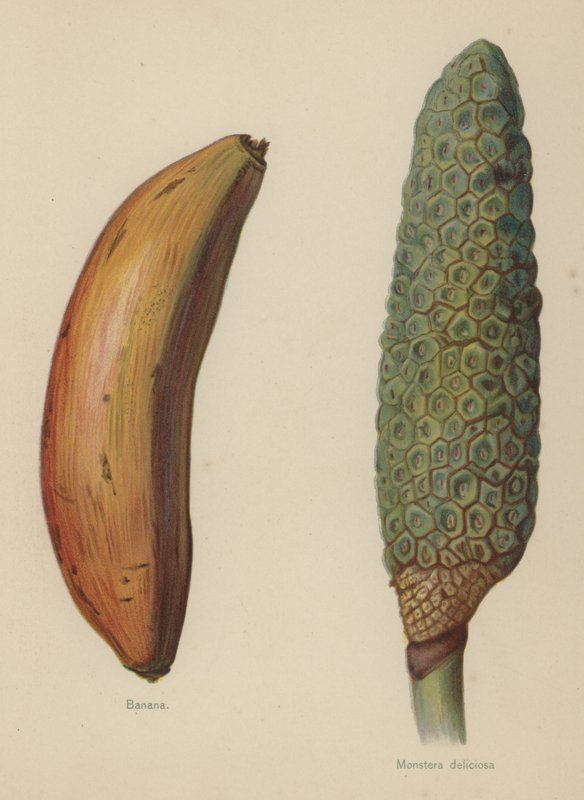 Banana, Monstera deliciosa de English School