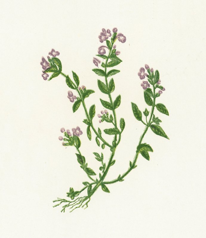 Tomillo de albahaca, Acinos Vulgaris de English School