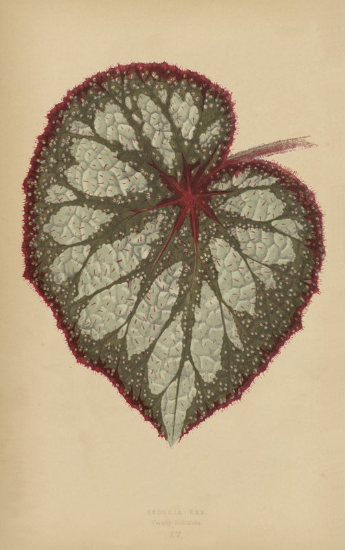 Begonia Rex, Variedad Nebulosa de English School