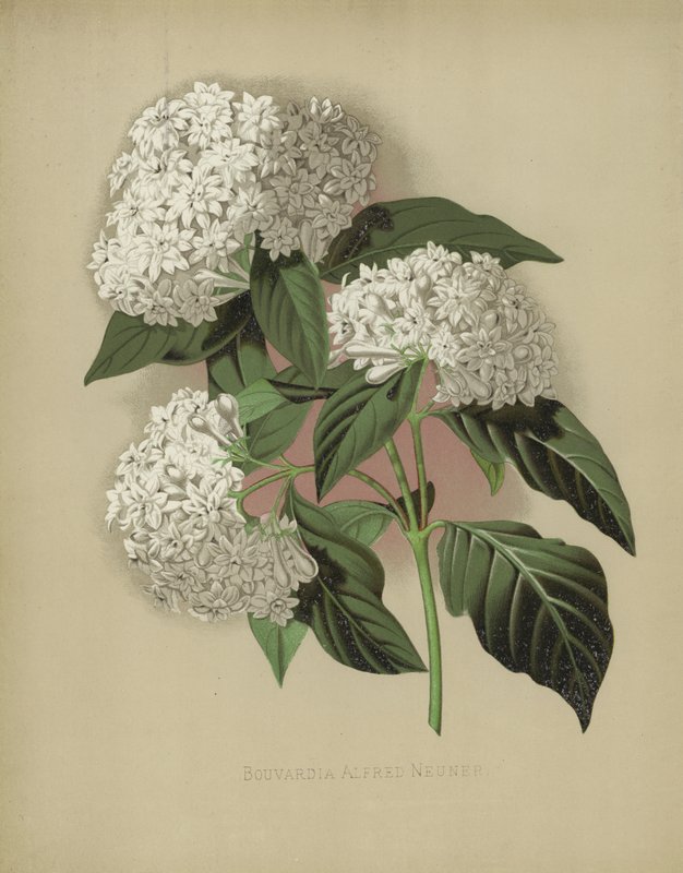Bouvardia Alfred Neuner de English School