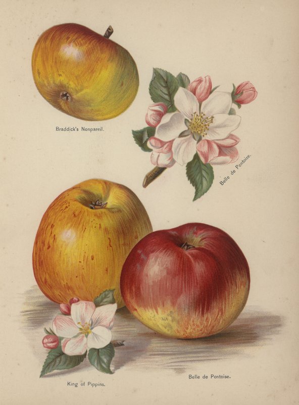 Braddicks Nonpareil, Belle de Pontoise, King of Pippins de English School