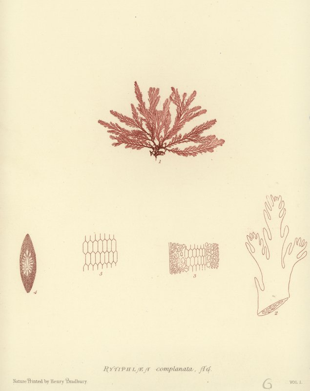 Alga marina británica de English School