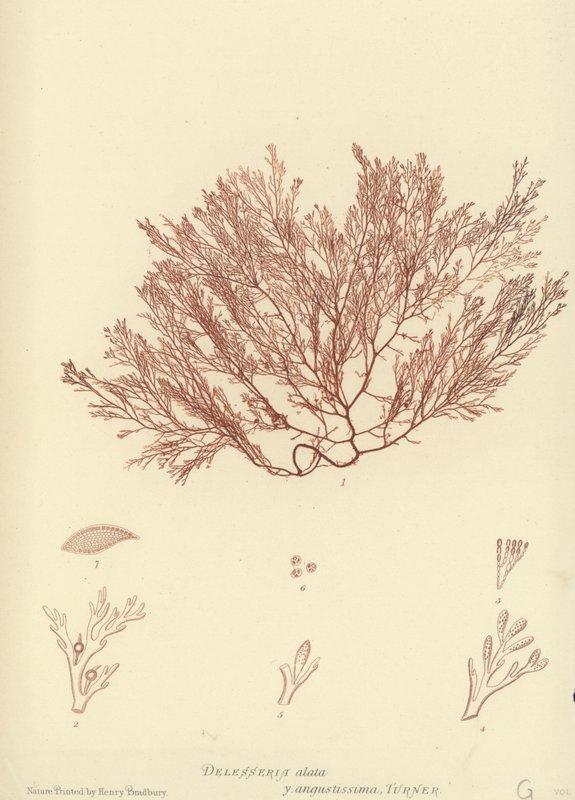 Alga marina británica de English School