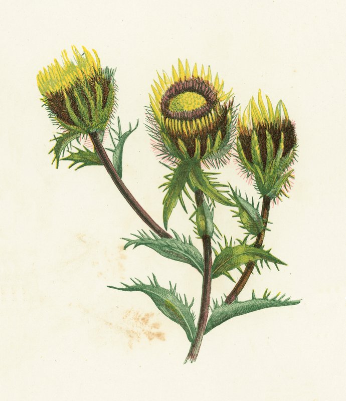 Cardo carlino, Carlina Vulgaris de English School