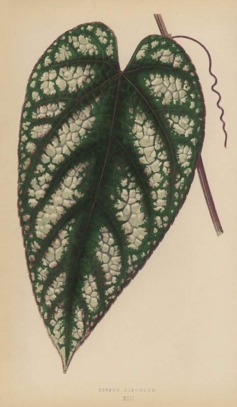 Cissus Discolor de English School