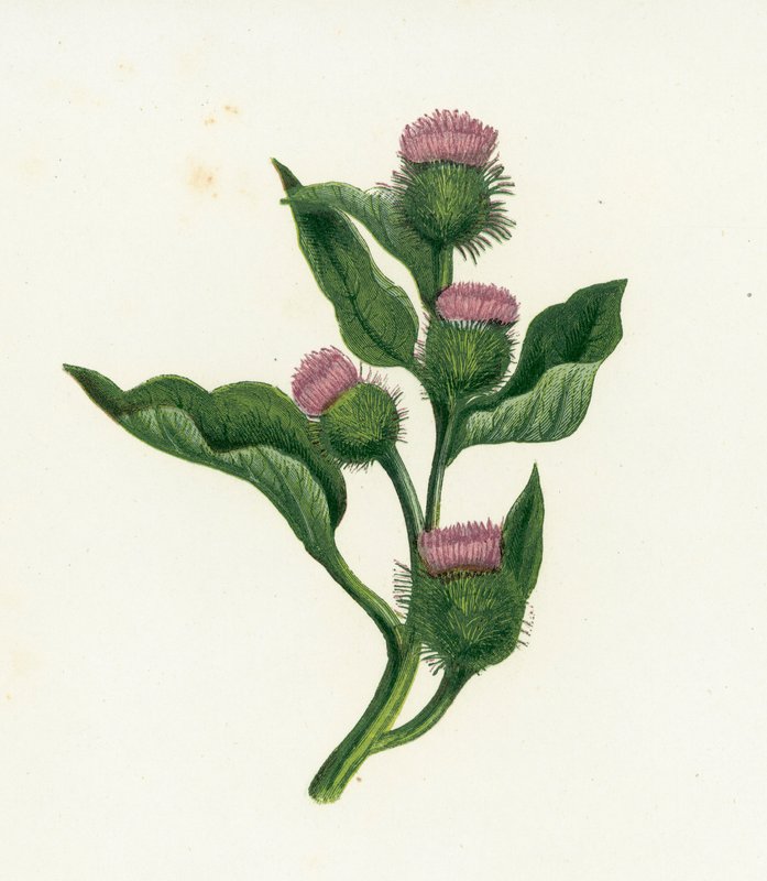 Bardana común, Arctium Lappa de English School