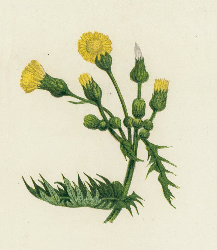 Cerraja común, Sonchus Oleraceus de English School
