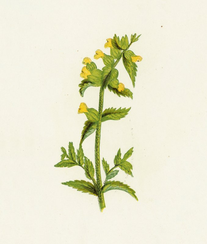Rinantus amarillo común, Rhinanthus Crista-Galli de English School