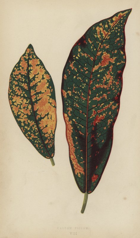 Croton Pictum de English School