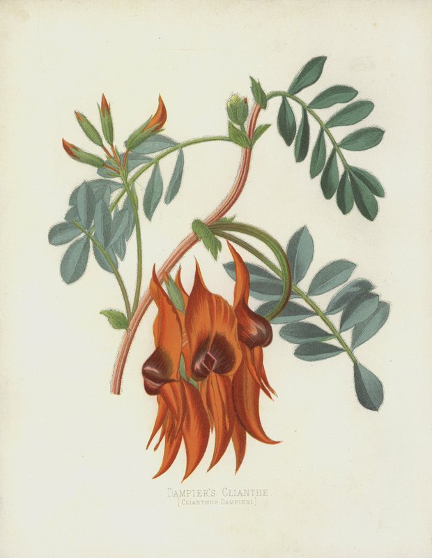 El Clianth de Dampier, Clianthus Dampieri de English School