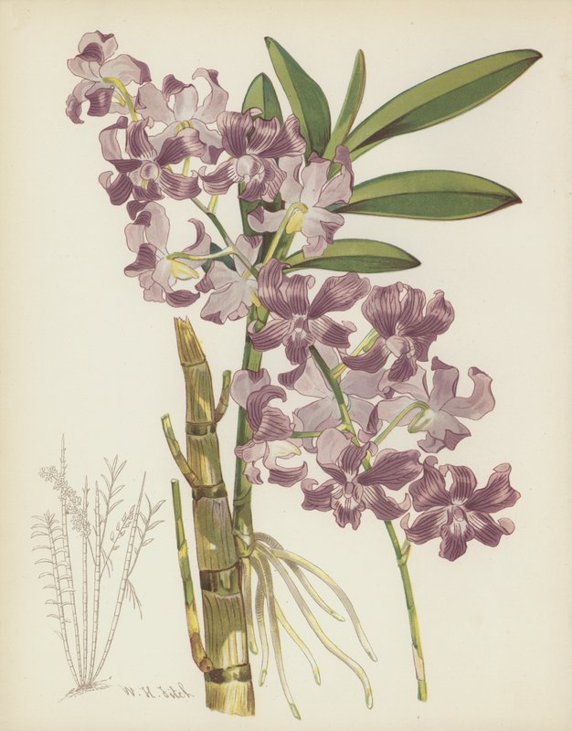 Dendrobium Superbiens de English School