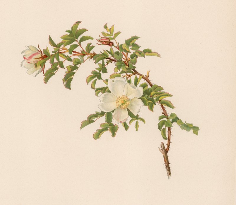 Rosa inglesa de English School
