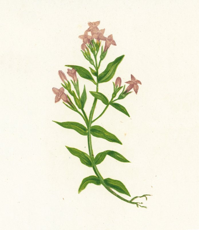 Genciana de Campo, Gentiana Campestris de English School