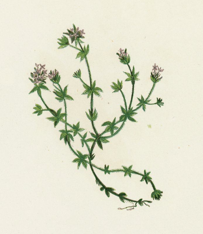 Rubia de campo, Sherardia Arvensis de English School