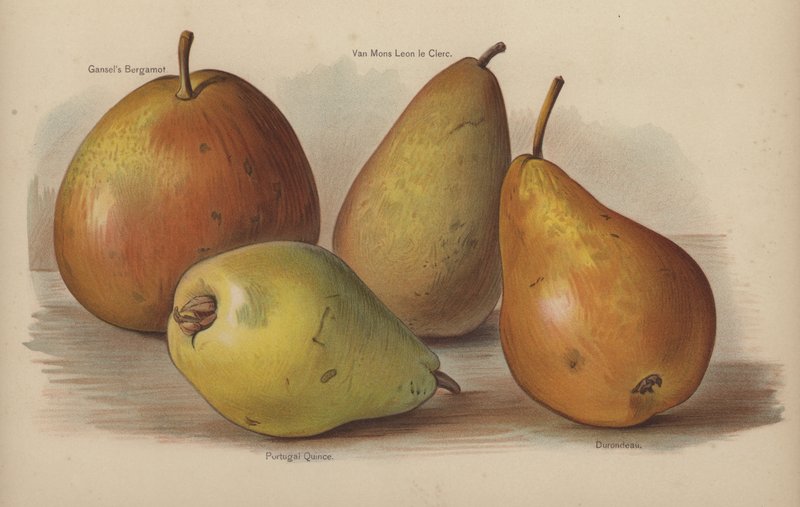 Gansels Bergamot, Van Mons Leon le Clerc, Membrillo de Portugal, Durondeau de English School