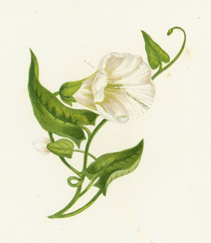 Correhuela mayor, Convolvulus Sepium de English School