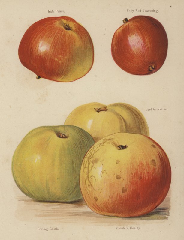 Irish Peach, Early Red Joanetting, Lord Grosvenor, Stirling Castle, Yorkshire Beauty de English School