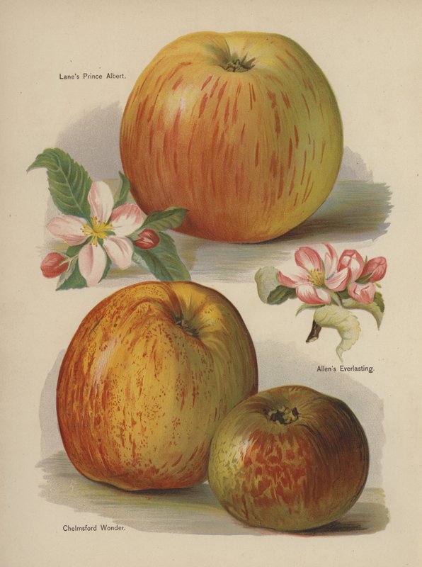 Lanes Prince Albert, Allens Everlasting, Chelmsford Wonder de English School