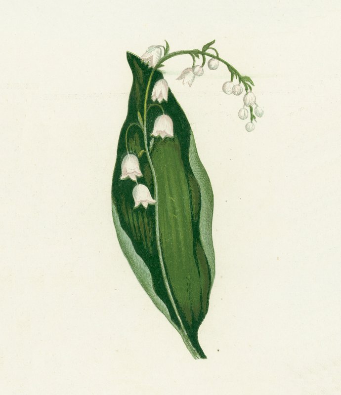 Lirio de los valles, Convallaria Majalis de English School