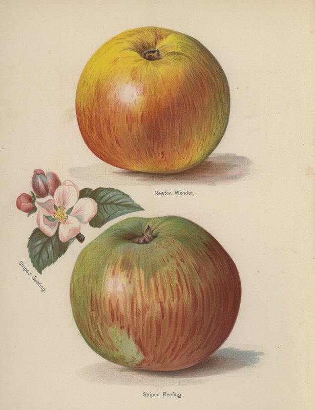 Newton Wonder, Striped Beefing de English School