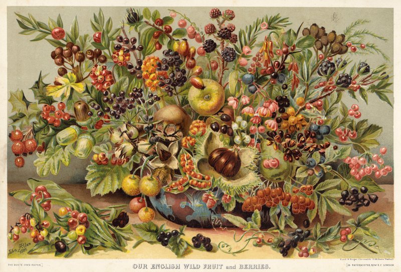 Nuestra Fruta y Bayas Silvestres Inglesas de English School