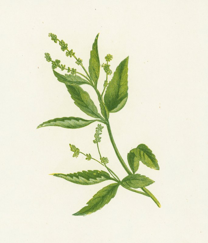 Mercurial perenne, Mercurialis Perennis de English School