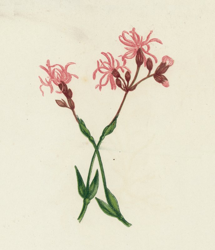 Flor de cuco, Lychnis Flos-Cuculi de English School