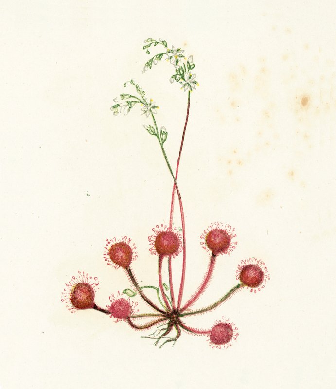 Rocío de sol de hojas redondas, Drosera Rotundifolia de English School